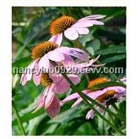 Echinacea Herb Extract with Polyphenols 4%