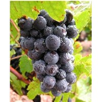 Grape Seed Extract