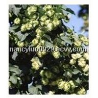 Hops Flower Extract with Flavones 4%