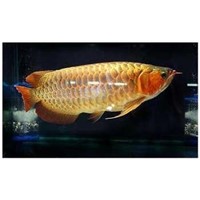 RTG,Chilli red,silver Arowana Fishes for sale at moderate prices