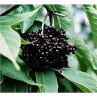 Elderberry Extract