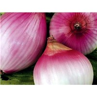 China Allium Cepa Extract