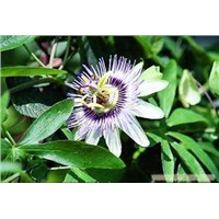 100% Natural Passionflower Extract