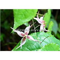 100% natural epimedium extract by HPLC with competitive price