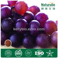Grape seed/Skin extract,95%OPC,