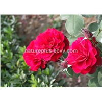High quality natural plant extract Rose Extract