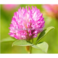 Supply Red Clover Extract Powder