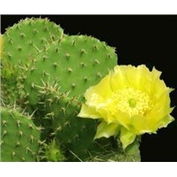 Cactus Extract for weight loss