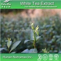 High quality white tea Extract