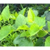 MULBERRY LEAF EXTRACT (1-DNJ)