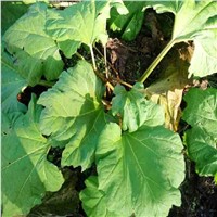 Rhubarb Root Extract