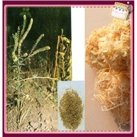 bamboo silica extract