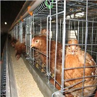 chicken egg layer cages,chicken cage(big factory, high quality)