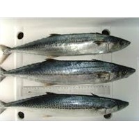 MACKEREL (WHOLE ROUND)