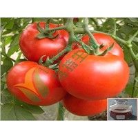 Natural  lycopene Extract