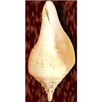 Daxinavarti Conch (Laxmi Conch or Valampuri Conch Big Size)