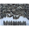 Sunflower Seeds Catalog|Hefei Drawon Trading Co., Ltd.