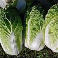 Cabbage P.E.