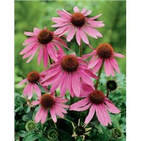 Echinacea Purpurea extract