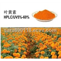 Marigold Extract Powder 10% super Lutein