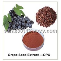 Top Quality Organic Grape Seed Extract Powder with 95%OPC
