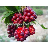 Barbury Wolfberry Fruit Extract Polysaccharide 20%-50%