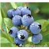 High Quality Blueberry P.E.-Anthocyanin 25%