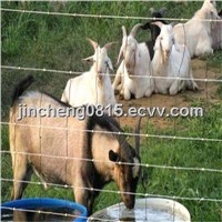 Hot Dipped Galvanized Grassland Fence for Animals