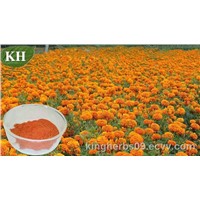 Lutein 5%, 10%, 20%, 80%, 90% (UV AND HPLC) Marigold Extract CAS :127-40-2