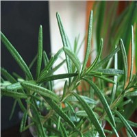 Rosemary Herb Extract
