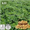 Peanut extract Luteolin 98%,  Arachis hypogaea L