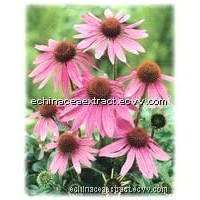 4% echinacea polyphenol for verter veterinary pharmaceuticals &amp;amp; feed additives