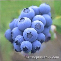 Blueberry Extract 10%,15%,25% Anthocyanidin