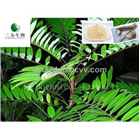 Eurycoma longifolia Jack(sales05 AT 3wbio DOT com)