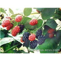 High quality Mulberry Extract(Anthocyanin 5%-25%) for Whithening Skin