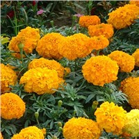 Marigold extract &amp;amp; Lutein