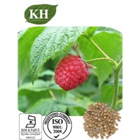 Rasberry Extract Rasberry Ketone CAS:5471-51-2