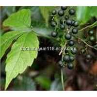 jiaogulan Gynostemma Pentaphyllum extract 20%-98% gypenosides