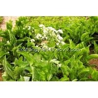 organic Horseradish Tree extract/ Moringa leaf P.E. 10:1