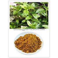 top quality Wild Mint Herb Extract 100% natural
