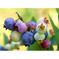 Blueberry Powder, Extract, Concentrate, Juice Powder, Fruit Powder, Freeze Dried