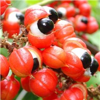 Guarana Powder, Extract, Concentrate, Plant Extract, Capsules