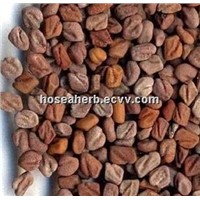 Fenugreek Seed extract(Trigonella foenum-graecum Seed extract)  Saponins50%
