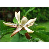 100% Natural Magnolia Bark Extract 50-95% Magnolol+Honokiol