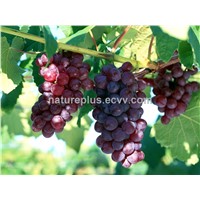 Best price Grape Seed Extract 95% OPC / Water soluble grape seed extract 95% OPC