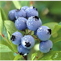 Cranberry extract, cranberry P.E. Proanthocyanidins(OPC) 25%