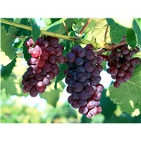 Grape Seed Extract, Grape Seed P.E. 95% UV Proanthocyanins(OPC)