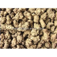 High quality Notoginseng Extract