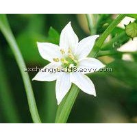 Natural chinese clematis root and rhizome extract