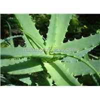 Organic Natural Aloe Vera Extract
